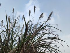 -白鹭湾湿地公园