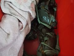 -老财炒饭·熟地蟹·冬瓜蟹