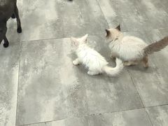-楼上猫咖(罗湖店)
