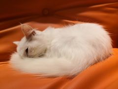 -飞行喵MR PILOT|猫舍·猫咖(静安大融城店)