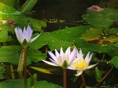 -国家植物园南园