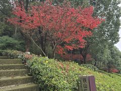 -铁山坪森林公园