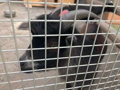 -静之湖湖畔餐厅