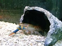 -上海大自然野生昆虫馆