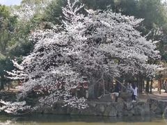 -奈良公园