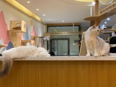 -滚猫咖啡·猫咖·猫友好撸猫(未来城店)