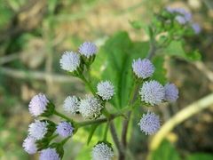 -杭州湾海上花田景区