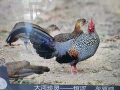 -长江文明馆