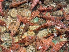 -龙宴海鲜城(经中路店)