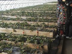 -甜心庄园·甜心草莓采摘园(西青中北店)