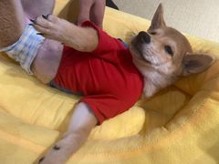 -逗柴咖啡屋·狗咖猫咖宠物桌游