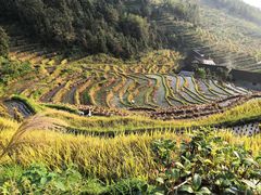 -紫鹊界梯田景区