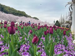 -苏州上方山国家森林公园