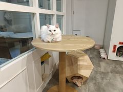 -楼上猫咖(罗湖店)