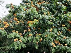 -中国科学院西双版纳热带植物园