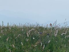 -白草畔自然风景区