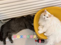 -平行世界·猫咖(首经贸店)