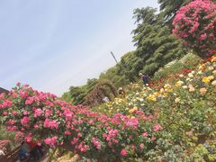 -上海滨江森林公园