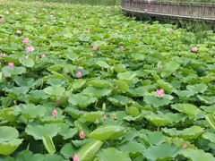 -羊亭河湿地公园