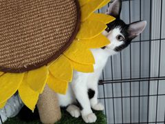 -艾吉宠物医院·疑难杂症转诊中心·猫友好(碧江路院)