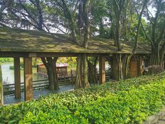 -大湾区中央湿地公园