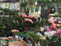 -曲阳花鸟市场(曲阳路店)