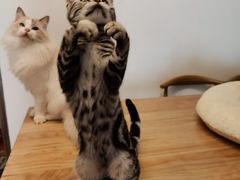 -有喵·猫咖·狗咖·30几只猫10只小狗(岗厦店)