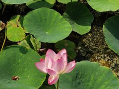 -天津东丽湖风景区