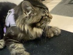 -御宝贝·A梦猫科宠物医院(国际猫友好医院)