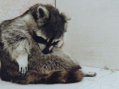-浣熊柯尔鸭土拨鼠·电玩咖