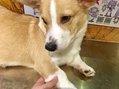 -more than meow吴止猫主题餐厅(承德 中船汇店)