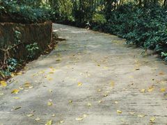 -雁南飞茶田景区