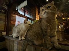 -壹六猫窝(谷德店)