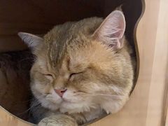 -柴迷FANS CLUB·柴犬狗咖·猫咖