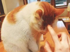 -猫的天空之城概念书店(苏州平江店)