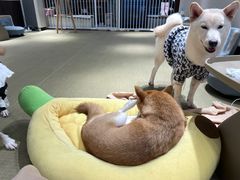 -逗柴咖啡屋·狗咖猫咖宠物桌游