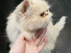 -猫色咖啡·猫咖