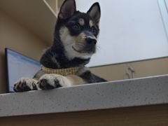 -瑞派康怡24h宠物医院·犬猫医疗中心·微创绝育(瑞景分院)