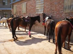 -月河湾马术俱乐部(朝阳店)