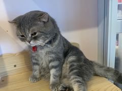 -猫咪派对(江南西店)
