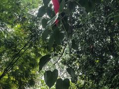 -南宁良凤江国家森林公园