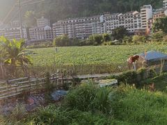 -长寿村