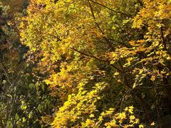 -香山公园