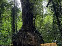 -莫里热带雨林景区
