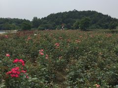 -皇冠幸福里动物奶油生日蛋糕(古田二路店)