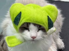 -爱洗澡的猫(望京店)