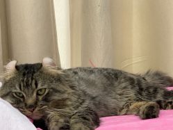 -初NAIL日式美甲美睫沙龙