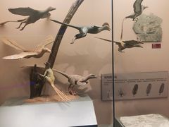 -贝林大翅鲸简餐厅(国家海洋博物馆店)