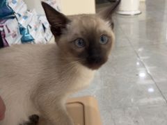 -中农国际动物医院24小时·猫科·骨科·急重症中心