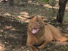 -爪吧宠物乐园 (温榆河示范区店)